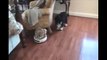 Roomba Cats: Compilation