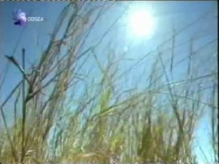 Evolucion de la hierba: Adaptacion y cambio