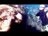 Scuba Diving In Cancun - Rodman Reef