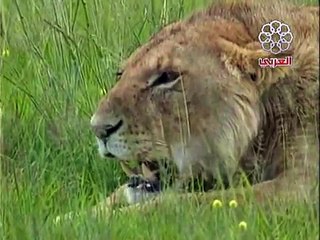 عالم افريقيا المجهول الاسد الغريب