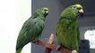 Unbelievable Singing parrot - parrots that sing a song, talking parrot