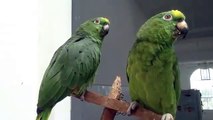 Unbelievable Singing parrot - parrots that sing a song, talking parrot