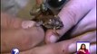 Investigan ranas y sapos en Estación Biológica Palo Verde