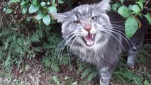 Titus the talking Maine coon cat and his favourite bush