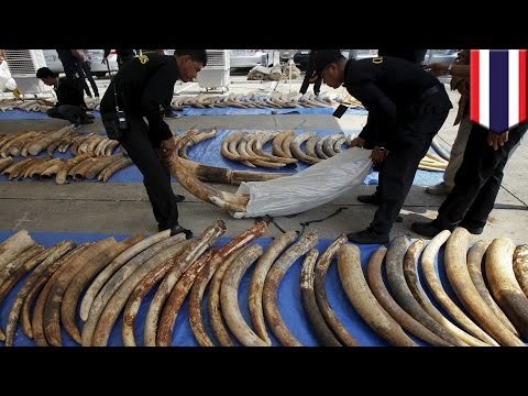 Thailand busts huge shipment of elephant tusks bound for buyers in China and Vietnam - TomoNews