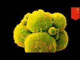 Genetically modified human embryos: Chinese scientists raise concerns after editing embryo DNA