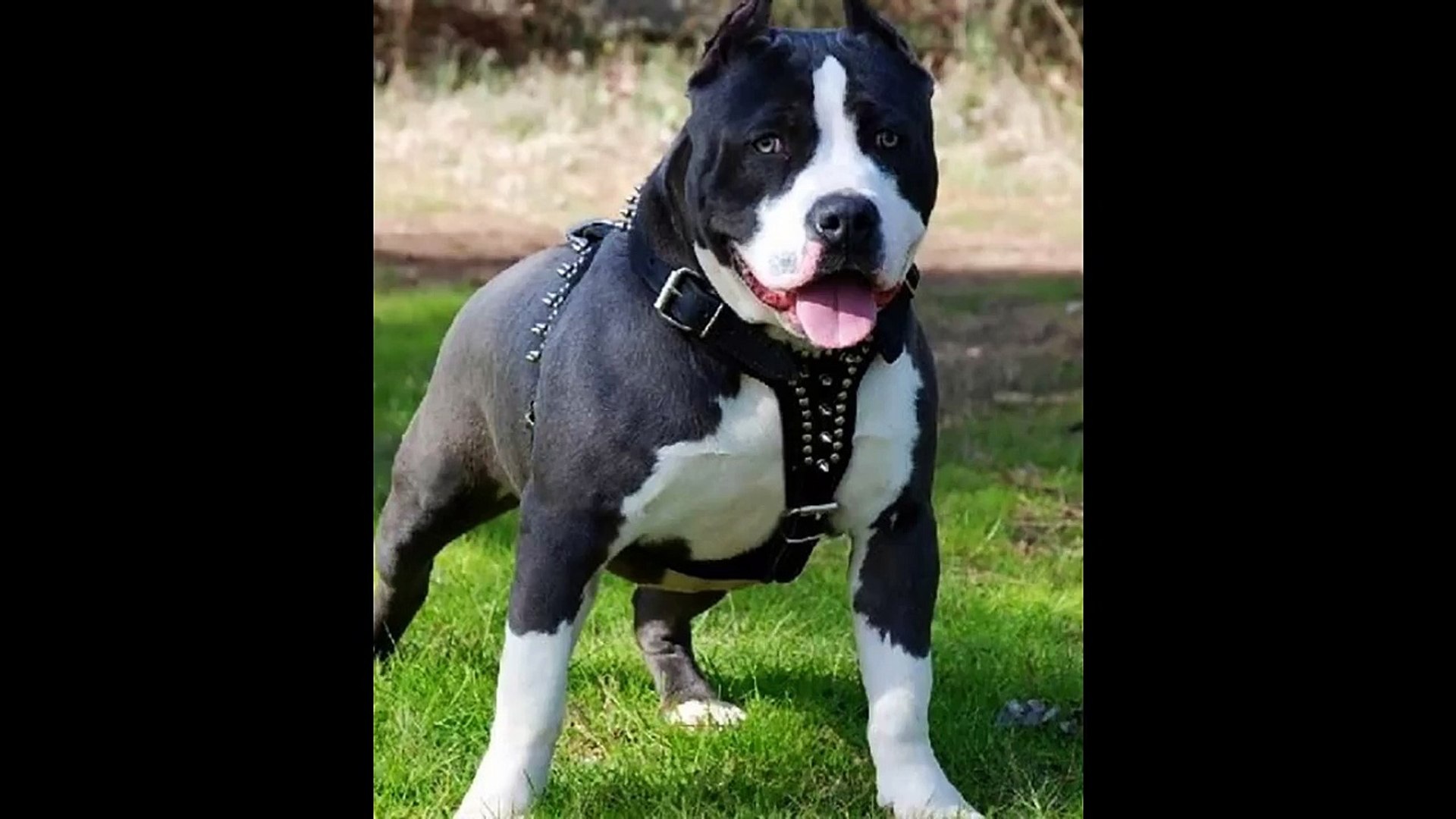 las mejores razas de perros american pitbull ~x el wako - video Dailymotion