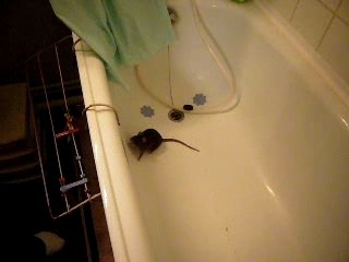 ratte coincée dans la baignoire
