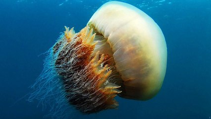 The Biggest Jellyfish Of The Planet