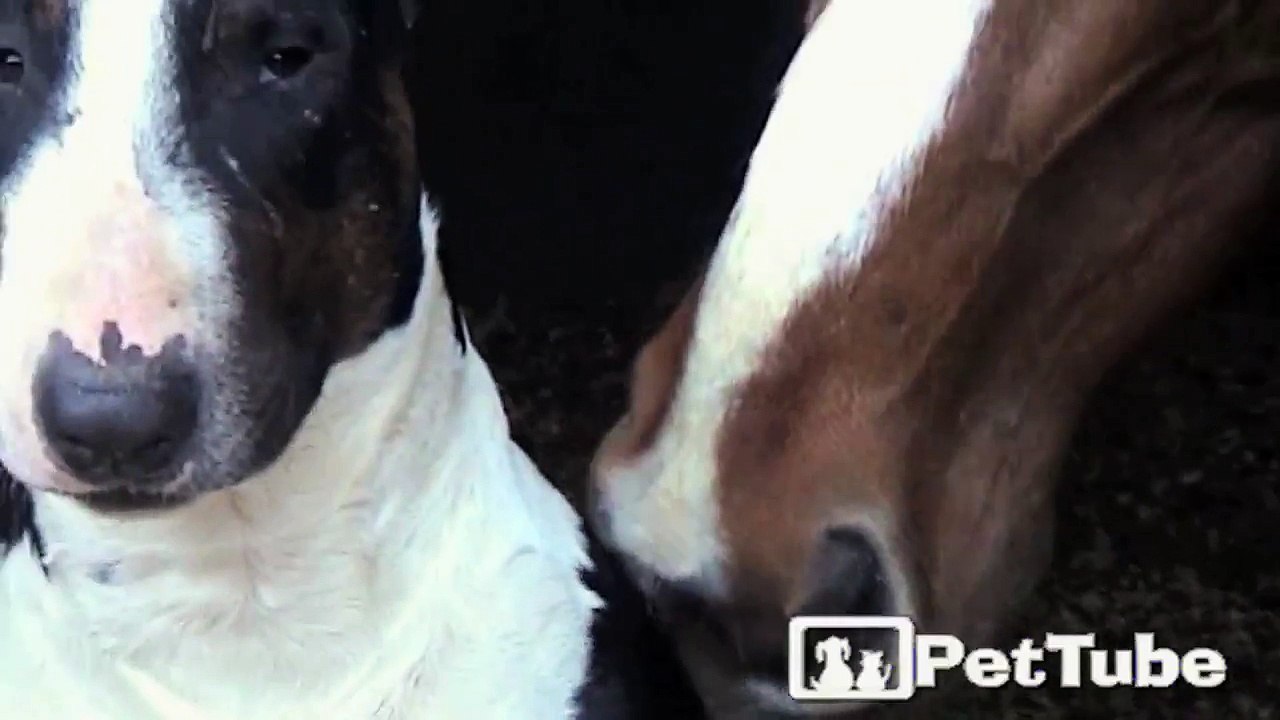 Horse Has Bull Terrier’s Back