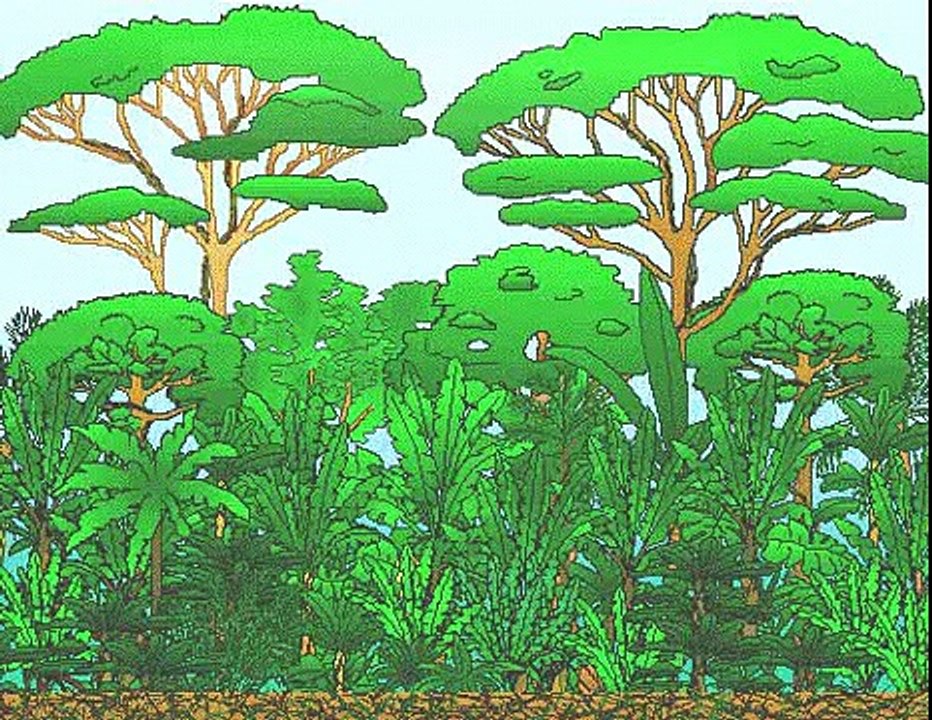 Layers of a  Rainforest