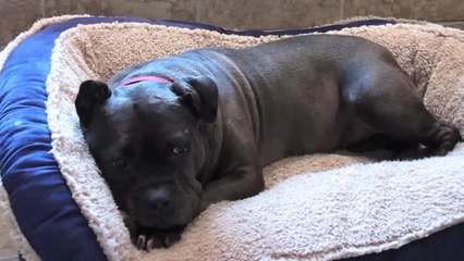 Makeup Tips For Feeling Doggone Fabulous - LITDH