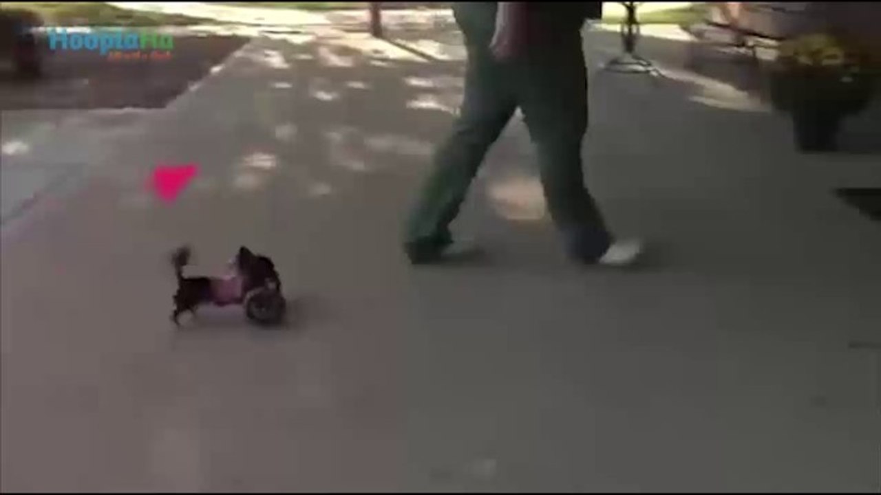 Amazing Animals
