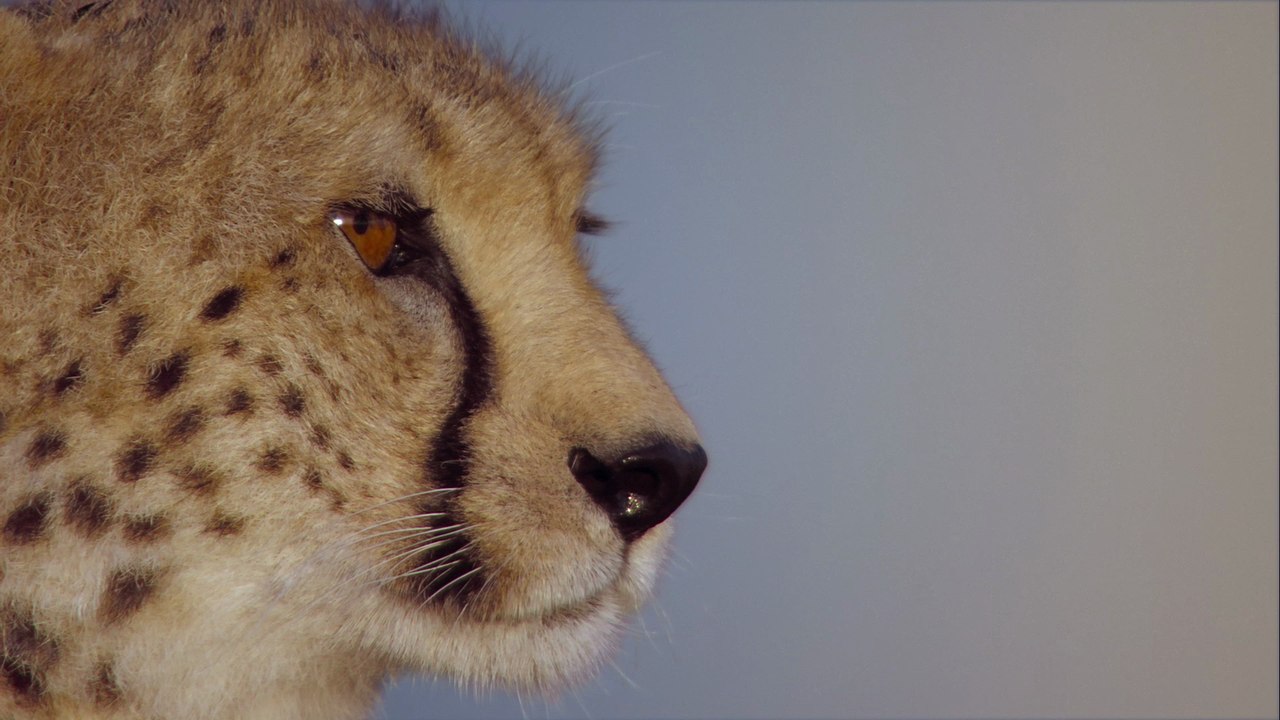 Bande-annonce : Félins, le Royaume du courage VF