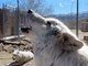 Wolves howling - Wolf Mountain Sanctuary