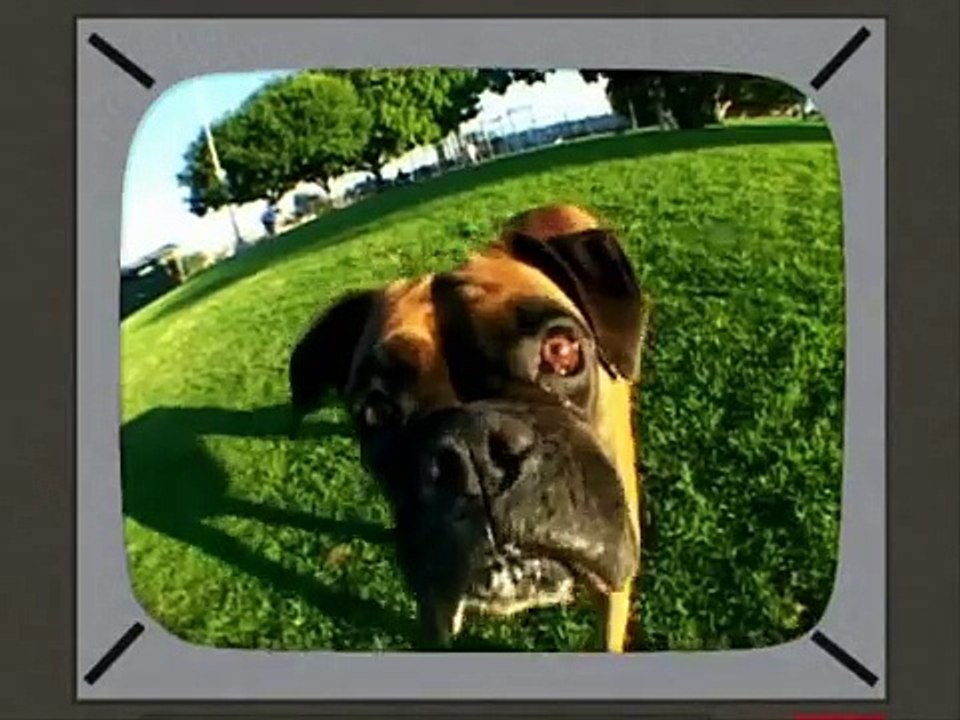 Animals close-up with a wide-angle lens