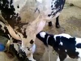 cow beby drinking milk  looking so cute