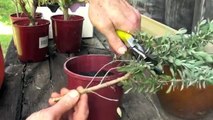 HOW TO GROW PLANTS FROM CUTTINGS