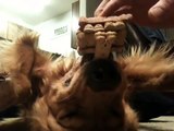 Dog balancing treats while on his back, Jenga dog