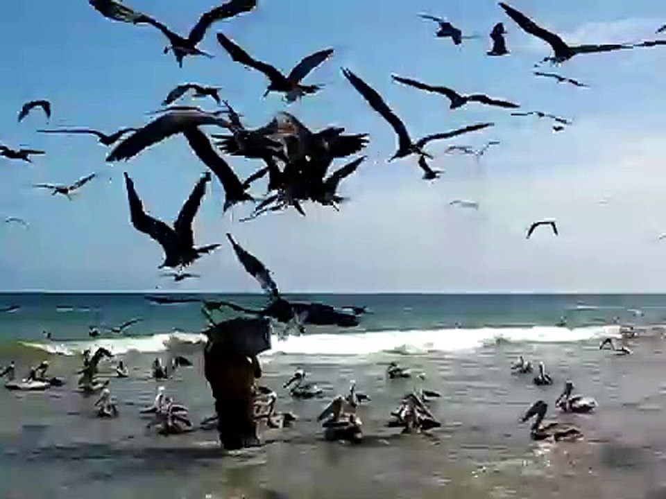 طيور ضخمة وكثيرة . الطبيعة الساحرة والخلابة HD