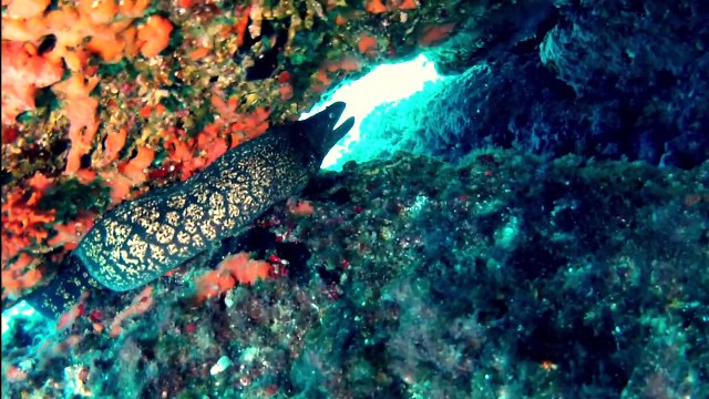 GoPro- Best Quality Scuba Diving- Mallorca (Spain)