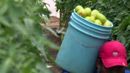 Mexico's fruit pickers demand an end to "modern slavery"