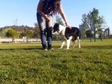 Mara Border Collie - Como enseñar a un perro a jugar al frisbee