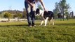 Mara Border Collie - Como enseñar a un perro a jugar al frisbee