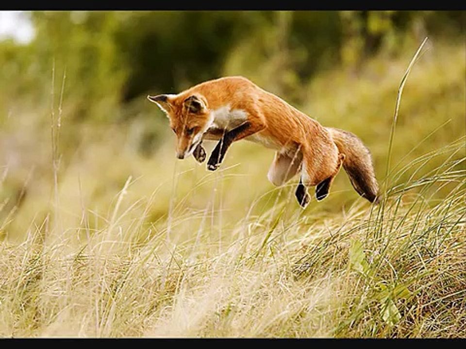 j'entend le loup le renard et la belette