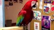 Funny Parrots Dancing Compilation 2015 Cute Owls 720p