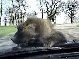 monkeys doing it so funny
