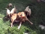 Golden Retriever Puppies Play With Mom & Flower