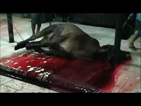 Animal cruelty/tortue/halal beef (disturbing)