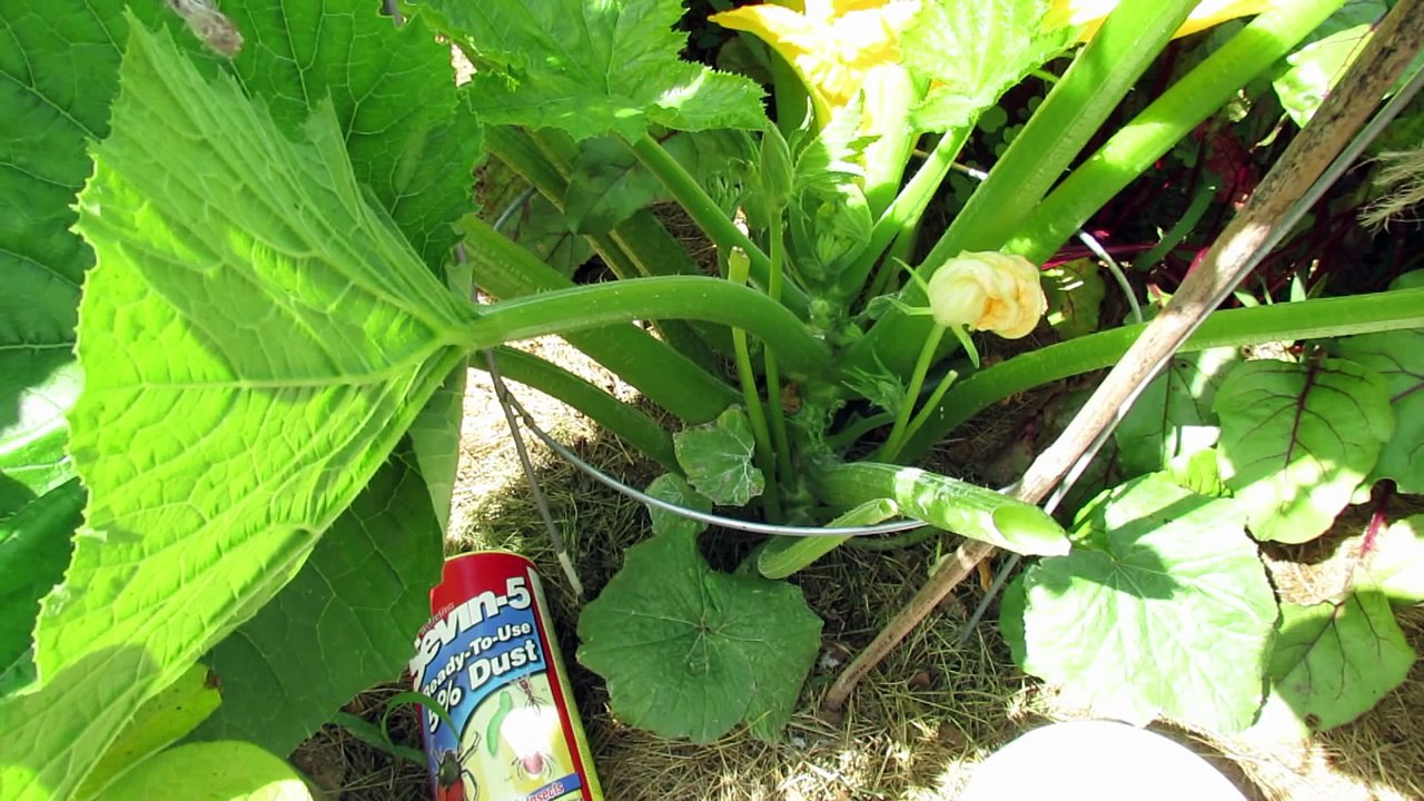 How to Use Sevin Dust to Control Squash Bugs