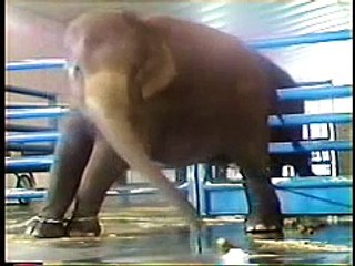 Circus Cruelty: Baby Elephants
