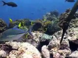 Scuba Diving in Cocos, Costa Rica