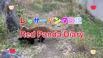 どうしてもそこでひっかかる赤ちゃんレッサーパンダ~Red Panda Baby