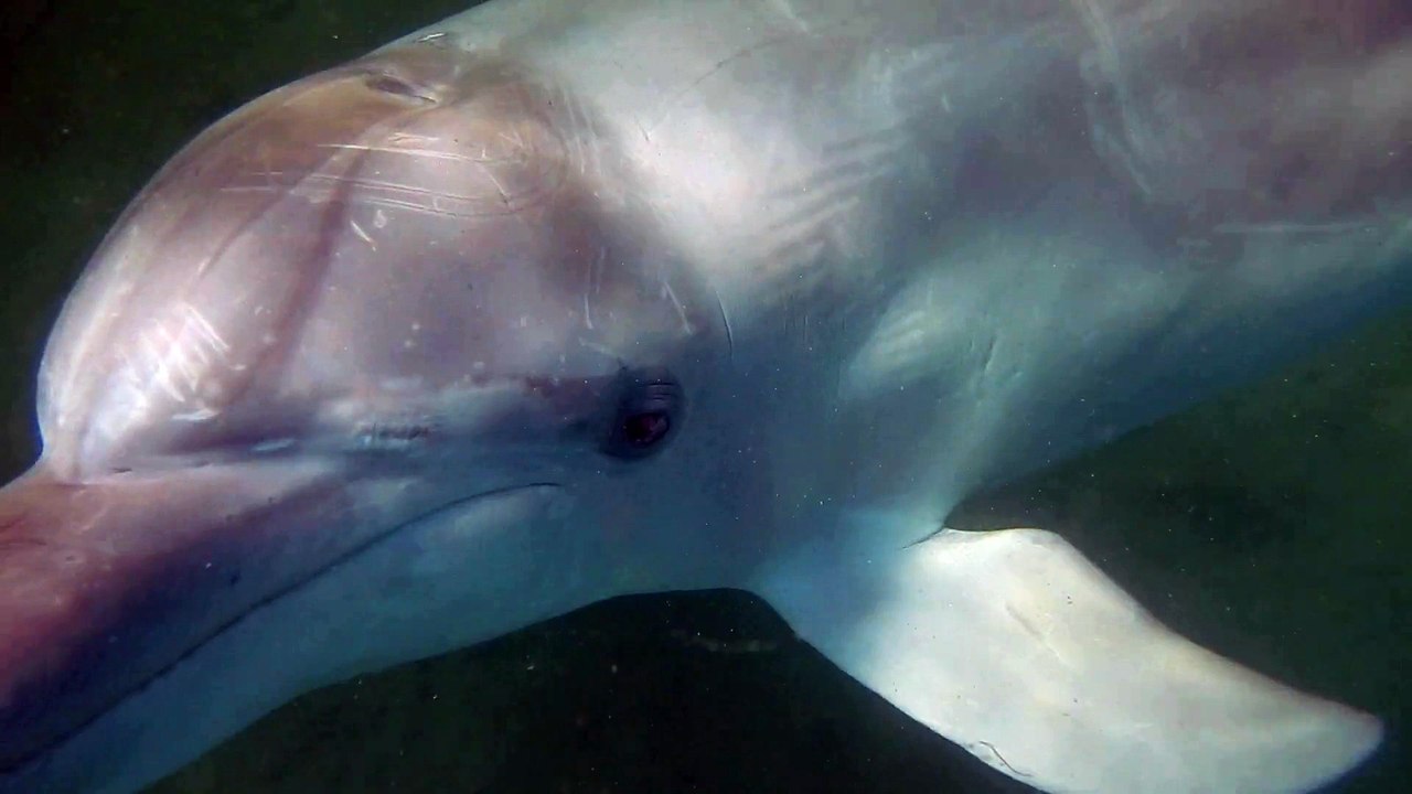 Dolphins Bunbury (2)