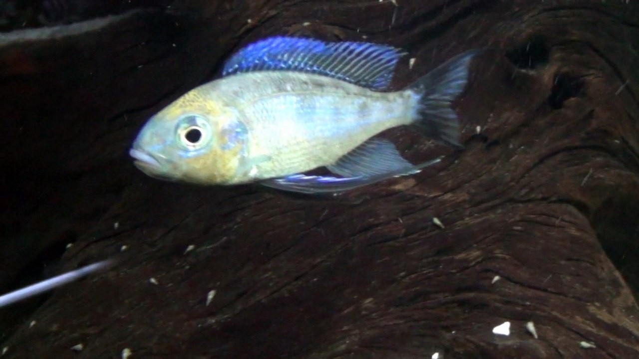 2015-04-28 - Cyathopharynk foai (Sibwesa) F1