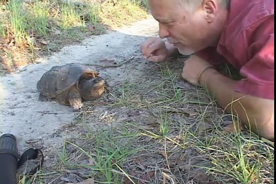 Snapping Turtle