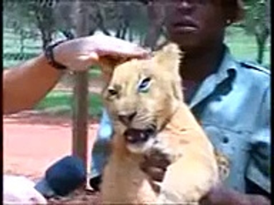 Acun Ilicali Aslana Küfür - Sikerim Belani Yavsak