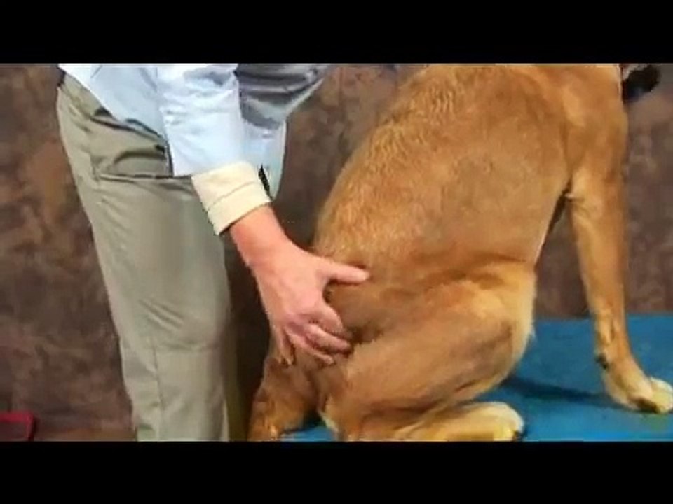 Dog Acupressure for Hip Dysplasia : Finding Dog Acupressure Points for Hip Dysplasia