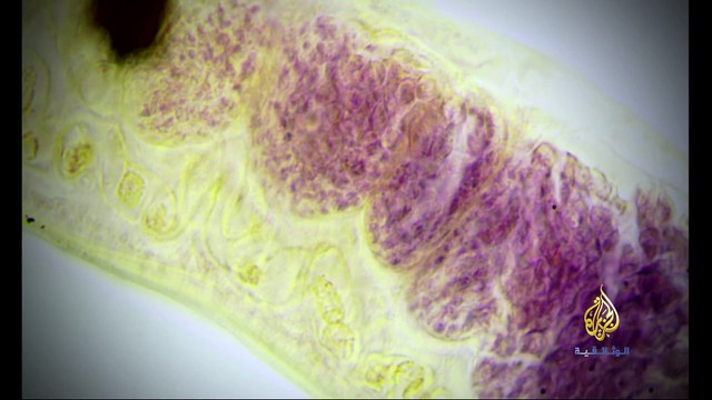 الجامعات العربية، البحث العلمي إلى أين ؟ الجزء الثاني