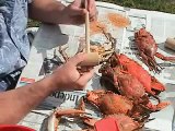 How To Pick Chesapeake Bay MD Steamed Blue Crabs