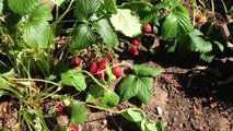 How to Grow Strong Strawberry Plants by pinching runners and blossoms