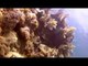 Scuba Diving In Cancun - Rodman Reef