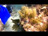 Scuba Diving In Cancun - Cazones Reef
