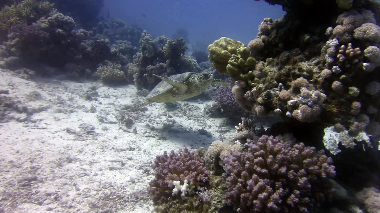 Schildkröte bei tobia unus
