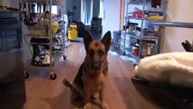 Funny Video German Shepherd Dog Gets Epic Bath Sad Cute and Very Funny?syndication=228326