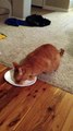 cat licks pepperoni hot pocket sauce off of plate.